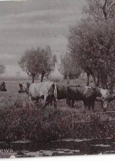 Among the Willows (1906?)