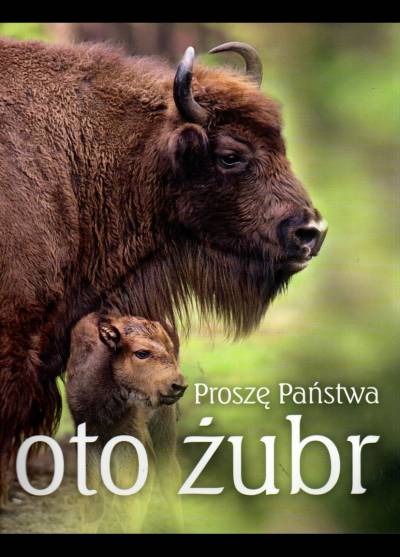 album fot. - Proszę państwa - oto żubr